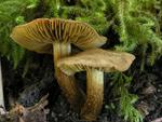 Inocybe dulcamara