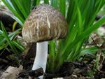 Inocybe erinaceomorpha