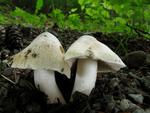 Inocybe erubescens