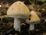 Inocybe fraudans