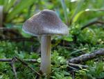 Inocybe fuscidula