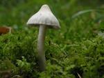 Inocybe geophylla