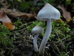 Inocybe geophylla var. lilacina