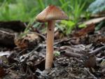 Inocybe godeyi