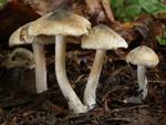 Inocybe haemacta