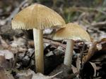 Inocybe hirtella