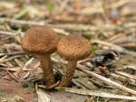 Inocybe lacera