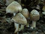 Inocybe maculata