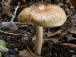 Inocybe margaritispora