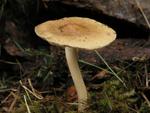 Inocybe mixtilis