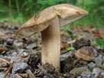 Inocybe oblectabilis