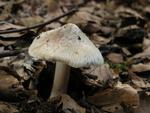 Inocybe obsoleta