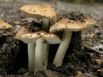 Inocybe piceae