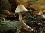 Inocybe pisciodora