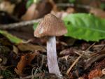 Inocybe pusio