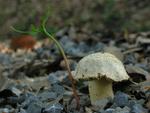 Inocybe queletii