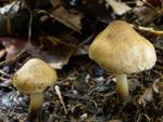 Inocybe tenebrosa