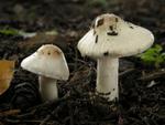 Inocybe whitei