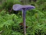 Laccaria amethystina