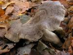 Lactarius blennius