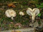 Lactarius flavidus