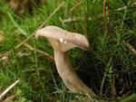 Lactarius glyciosmus