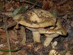 Lactarius intermedius