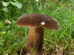 Lactarius picinus