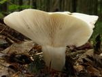 Lactarius piperatus