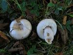 Lactarius pubescens