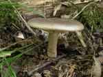 Lactarius pyrogalus