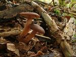 Lactarius rufus