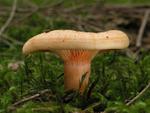 Lactarius salmonicolor