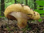 Lactarius scrobiculatus