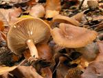 Lactarius subdulcis