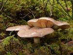 Lactarius trivialis