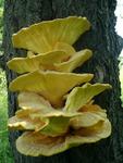 Laetiporus sulfureus