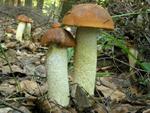 Leccinum aurantiacum