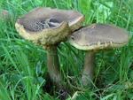 Leccinum carpini