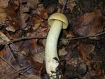 Leccinum crocipodium