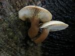 Lentinus