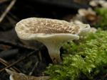 Lentinus tigrinus