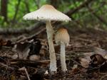 Lepiota