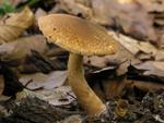 Lepiota boudieri