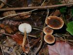 Lepiota castanea