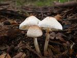 Lepiota cristata