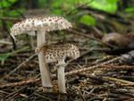 Lepiota felina