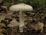 Lepiota ignivolvata