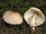 Leucoagaricus americanus