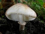 Leucoagaricus